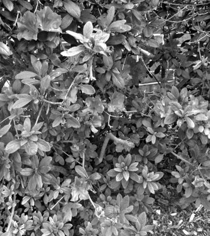 What should I prune, when, and why?