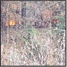 Wildfire burns woods near Lake Bob Sandlin