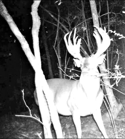 Several hunters collected game camera photos of the big buck over the last two years. Wigley said the deer always showed up at his lease around October, but spent spring and summer elsewhere. (Courtesy Photo, Justin Wigley)