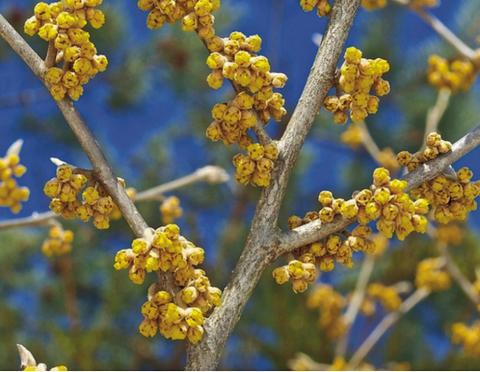 Witch Hazel