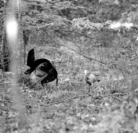 A wild turkey gobbler checks out a decoy on a crisp April morning. Spring turkey season in full swing across Rio Grande country and hunters are experiencing mixed results. Eastern turkey season runs April 22 - May 14 in 12 East Texas counties.