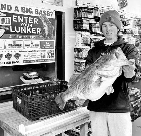 The first orders of business for anglers who catch a potential Legacy Lunker are to handle the fish as little as possible, get it into an aerated livewell and to transport it to an official Toyota ShareLunker holding station for weighing on a certified scale. Contact the Toyota ShareLunker hotline at 903681-0550 for specific instructions ASAP. (Photo courtesy Josh Jones)