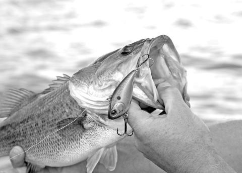 The lipless crank bait is a good choice for targeting aggressive fall bass in shallow water that are feeding up ahead of winter. (Photo by Matt Williams)