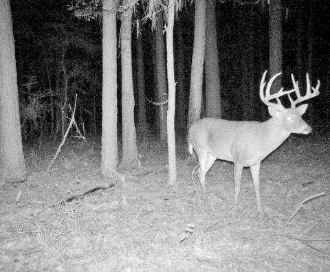 A heavy 12-pointer, Rocker was green scored at 161 gross by Pope and Young scorer Ben Bartlett. Corley, 24, claims he collected more than 500 pictures the buck last season but never laid eyes on the deer once. COURTESY PHOTO / CLAYTON CORLEY
