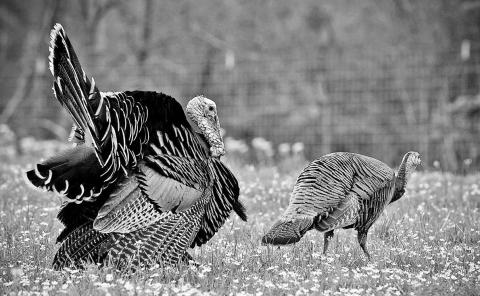 Dominant gobblers are springtime breeding machines. Boss birds are prone to gobble, strut and drum to try to impress the ladies. COURTESY PHOTO / TPWD PHOTO, CHASE FOUNTAIN