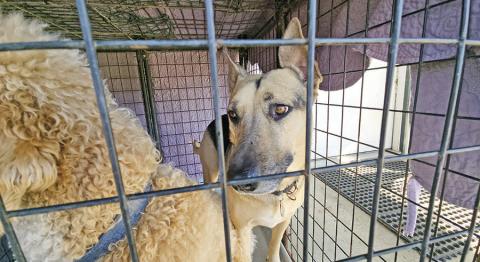 Titus County animal shelters urge change to address overpopulation of strays