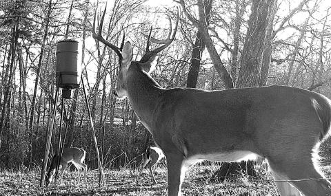 Hunting around feeders and food plots tends to be best when natural mast is scarce. (Gam Cam, Matt Williams)