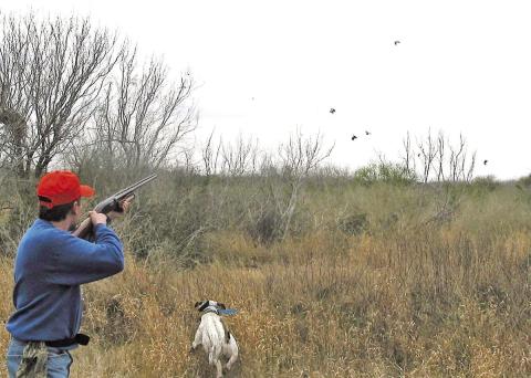 Bobwhite quail are dapper little game birds known for their signature trills, huddling in tight groups (called coveys) amid thick cover, then flushing in explosive bursts that can shock you. COURTESY PHOTO / MATT WILLIAMS