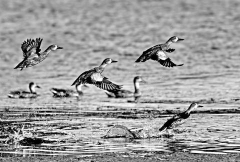 Blue-winged teal are streamlined little ducks well for zipping in low to the water with wings whistling. Texas’ early 16-day season runs through September 29. (iStock Photo)