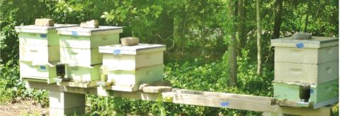 What are the Beekeepers doing