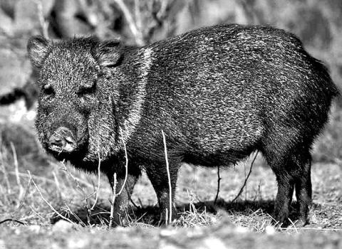 The Boone and Crockett Club recently announced plans to create a new big game records category for javelina. Texas wildlife leaders were instrumental in leading the charge for the change. (TPWD Photo, Chase Fountain)
