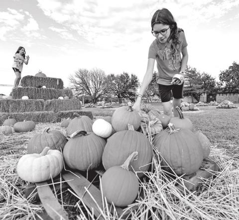 The Texas A&M AgriLife Extension Service has tips to consider doing with pumpkins before you go to the pumpkin patch this fall. TEXAS A&amp;M AGRILIFE PHOTO BY LAURA MCKENZIE