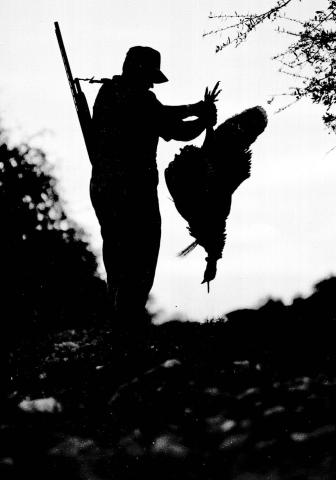 Beginning Sept. 1, turkey hunters statewide will be required to report all turkey harvests to the state. (Photo by Matt Williams)