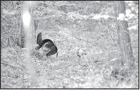 A gobbler coming to a call is constantly looking for the source. A hen decoy can at times make a wary gobbler go ahead an commit. (Photo by Matt Williams)