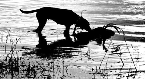 When deer hunters mention calling for a dog, they are usually talking about bringing in a good tracking dog to help recover a wounded deer. It’s always a good idea to make the call for a tracking dog when the blood trail plays out. (Courtesy Photo Jeff Glende, Redline Tracking)