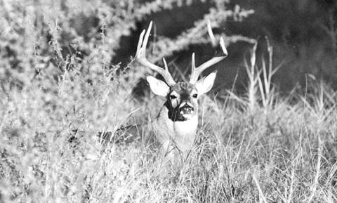 Biologists are expecting the 2022-23 Texas Big Game Harvest Survey to reflect reduced harvest numbers statewide on white-tailed deer. Experts say a fall green up combined with a bumper acorn crop in much of the state stifled deer movement and kept the animals away from corn feeders for much of the season. (Photo by Matt Williams)