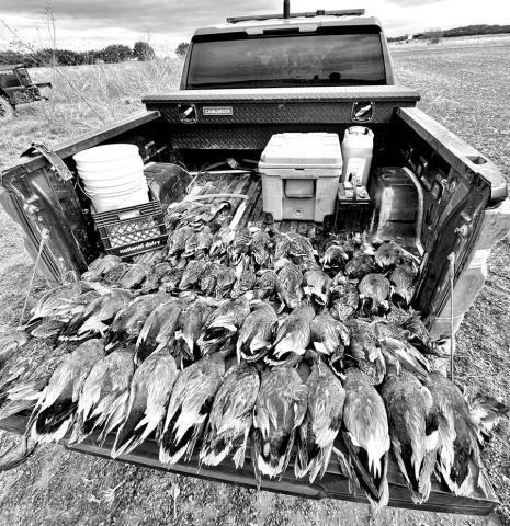 On January 25, Texas game wardens from Hamilton and Bosque counties issued multiple citations to four duck hunters for multiple violations including exceeding the bag limit, hunting without a valid license and using lead shot for waterfowl. The hunters were caught with 54 ducks — three times the daily bag limit of six per licensed hunters. (TPWD Photo)