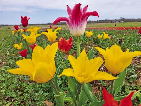 Feeling moody? Take a trip to the Moody Blooms