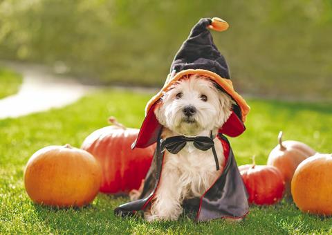 Pumpkin is a great treat for cats and dogs because it is both tasty and low in calories, making it a healthy alternative to traditional treats. STOCK PHOTO