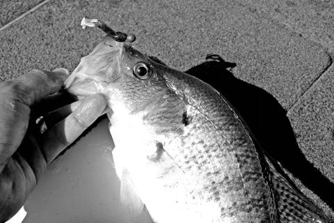 Creel surveys performed at Texas’ newest recreational lake — Bois d’ Arc Lake — show that fishermen spent nearly $800,000 on the visits to the Fannin County reservoir. Biologists say estimate anglers harvested about 66,000 crappie during the first six months. (Photo by Matt Williams)