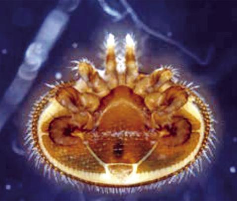 Alt Text for ImageVarroa Destructor