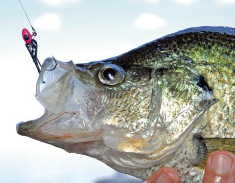 Crappie anglers at Lake Fork and Lake O’ the Pines are reminded to abide by special “no cull” rule currently in effect. Anglers are required to keep every crappie they catch, up to a legal limit of 25 fish, regardless of size. It is illegal to release any crappie on either lake during the three-month period spanning December 1 to February 28.
